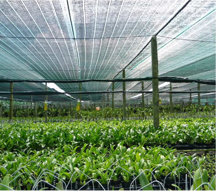 Shade Net Rolls